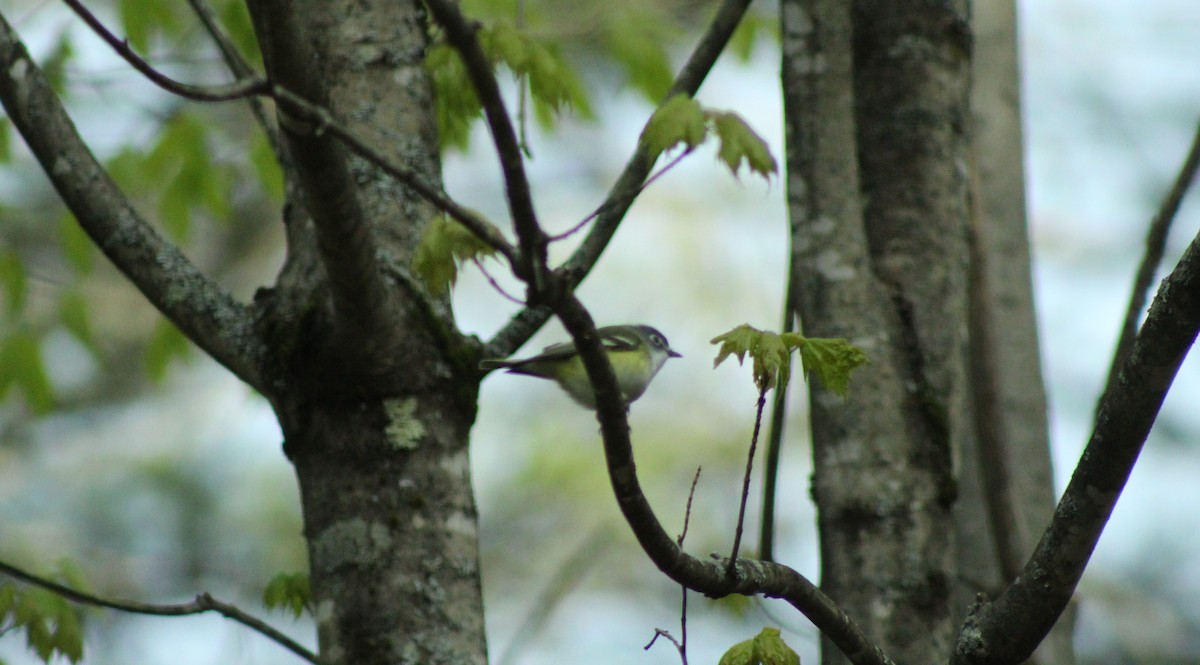 Blue-headed Vireo - ML158233391