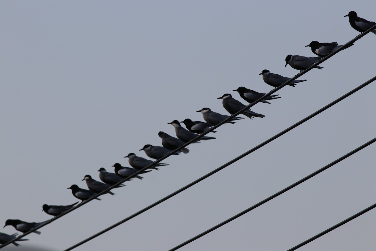 White-winged Tern - ML158233481