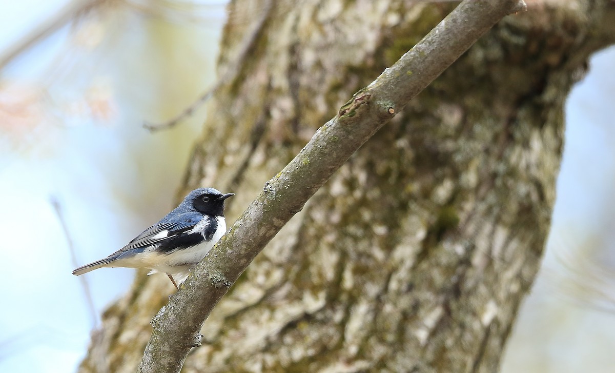 Black-throated Blue Warbler - ML158233551