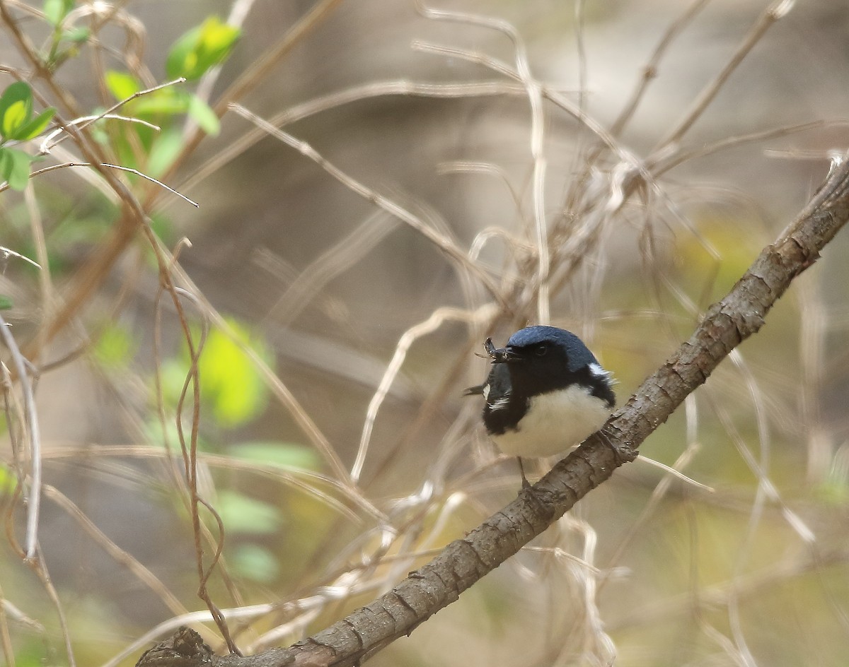 Black-throated Blue Warbler - ML158233831