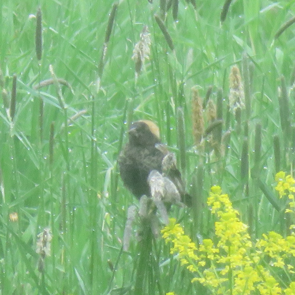 Bobolink - Cynthia Girard