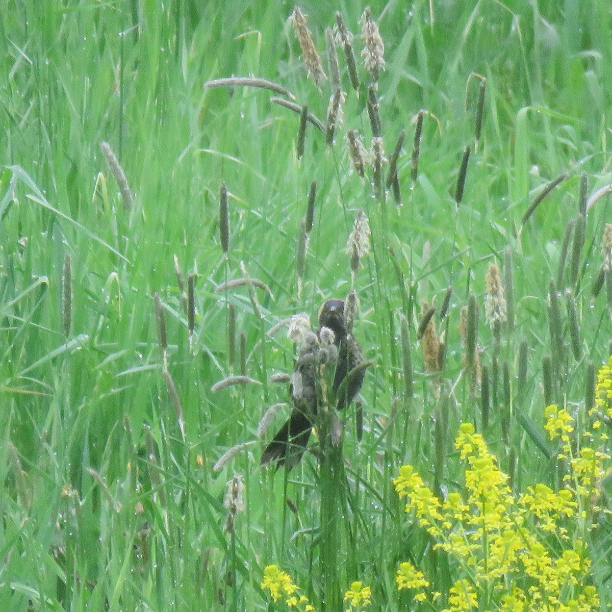 Bobolink - Cynthia Girard