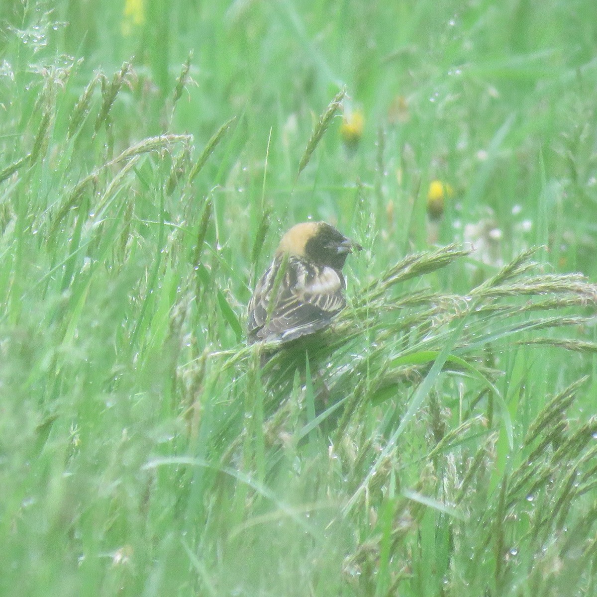 Bobolink - Cynthia Girard