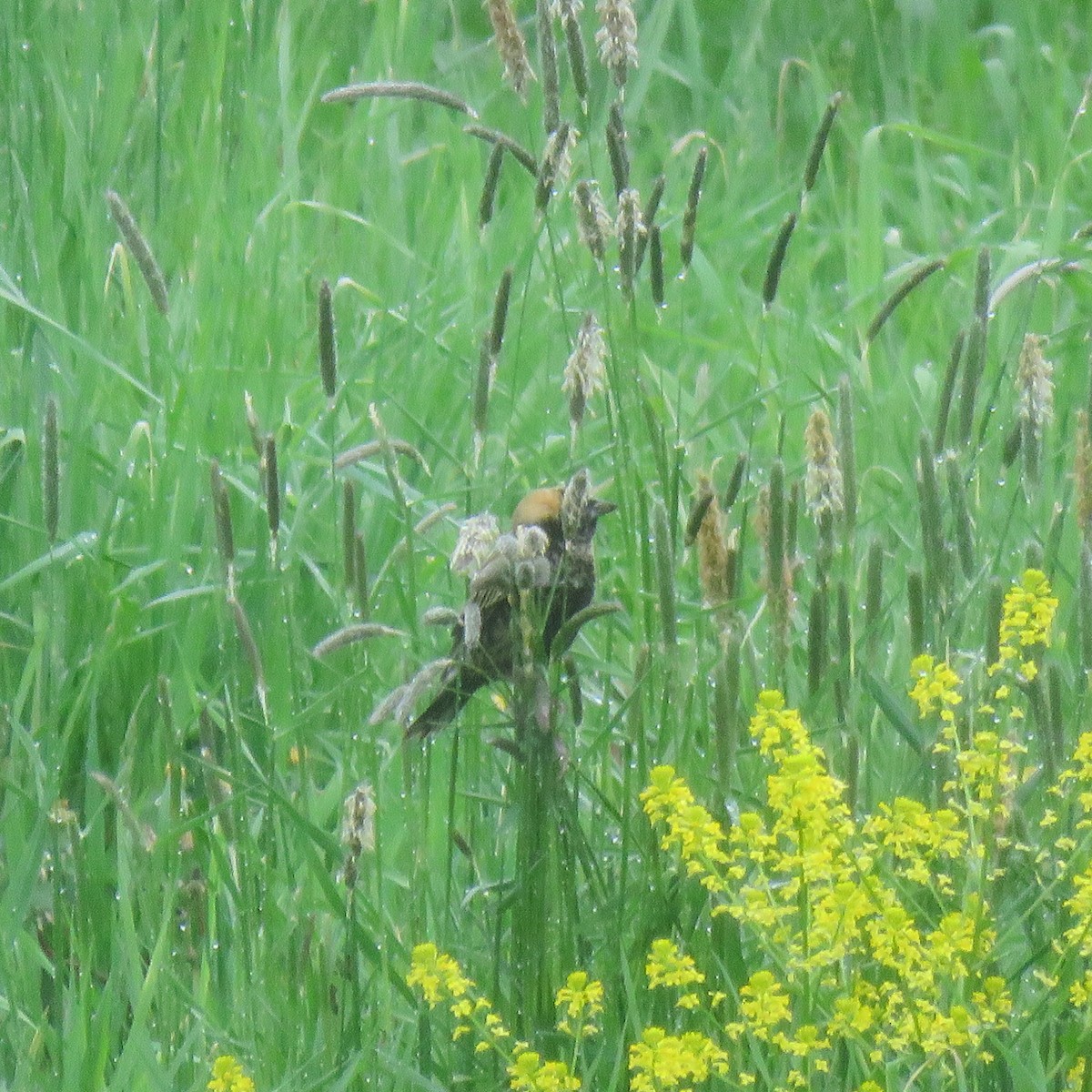 Bobolink - Cynthia Girard