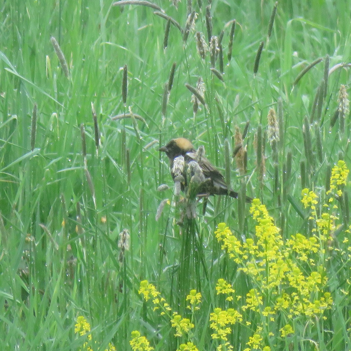 bobolink americký - ML158233941