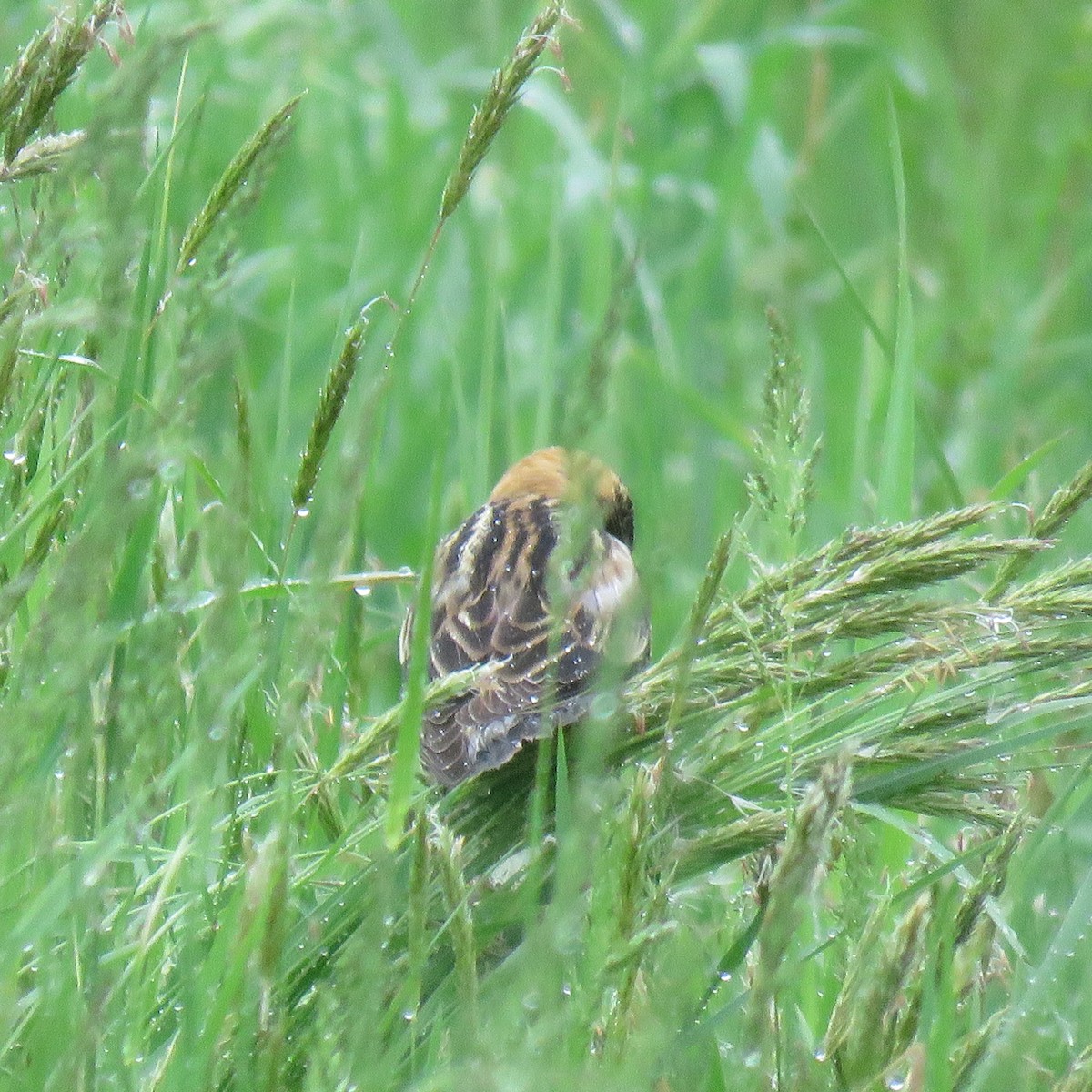 bobolink americký - ML158233981