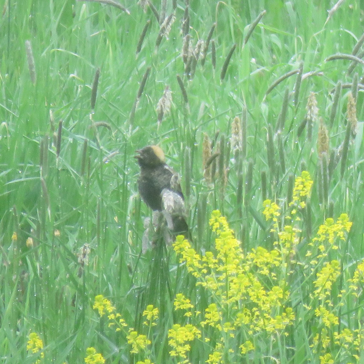 bobolink americký - ML158233991