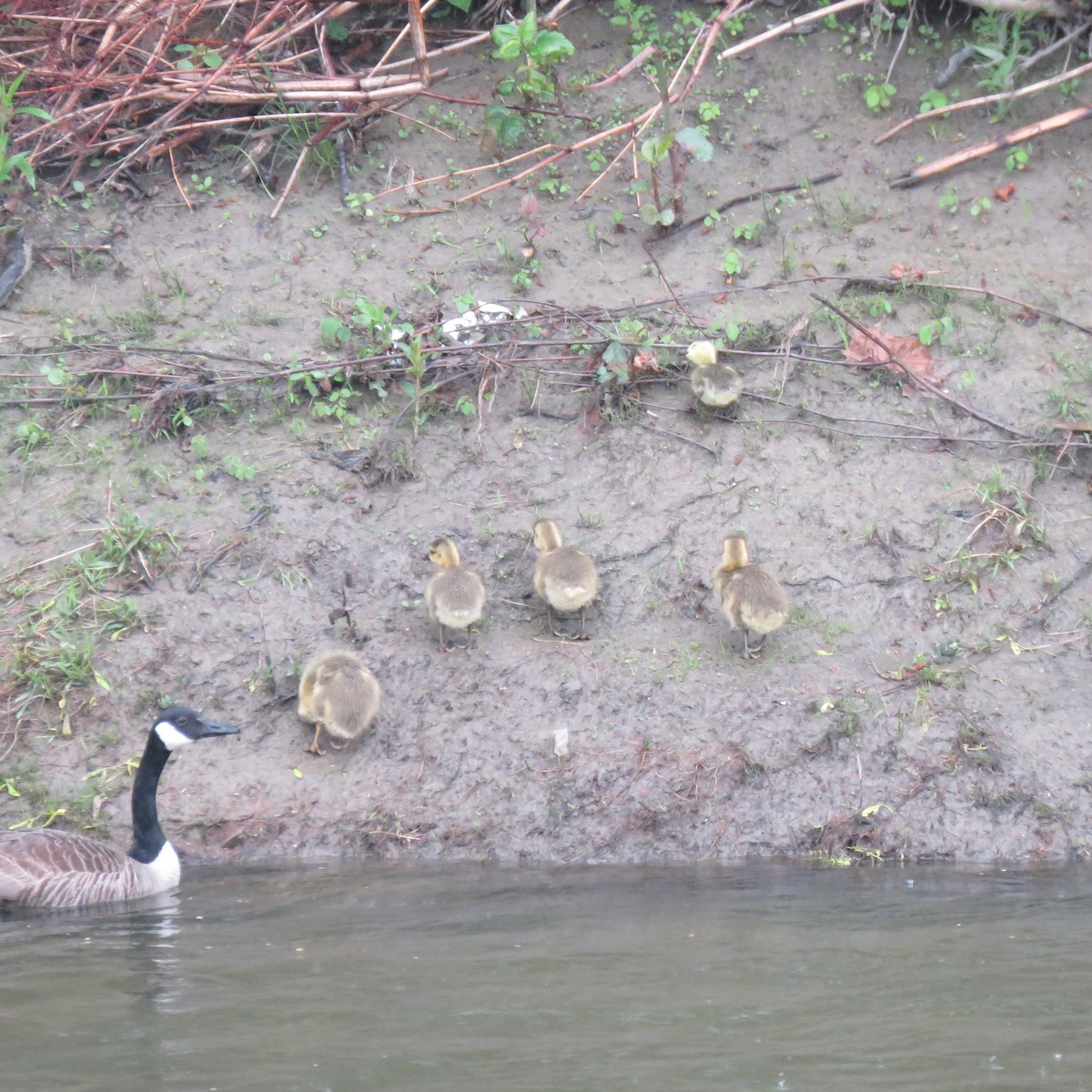 Canada Goose - ML158234001