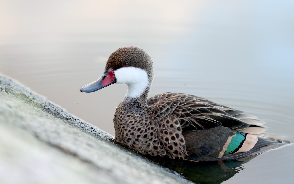 Ánade Gargantillo (bahamensis/rubrirostris) - ML158234321