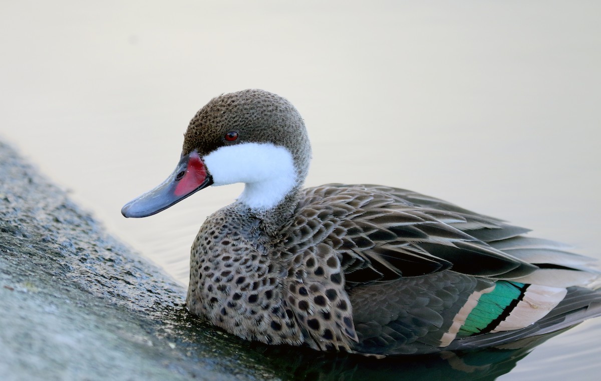 White-cheeked Pintail (White-cheeked) - ML158234481