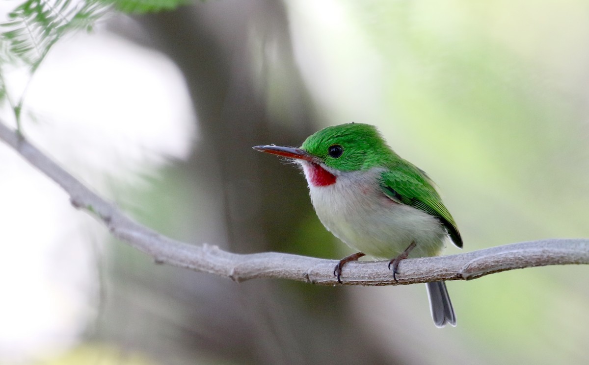 Broad-billed Tody - Jay McGowan