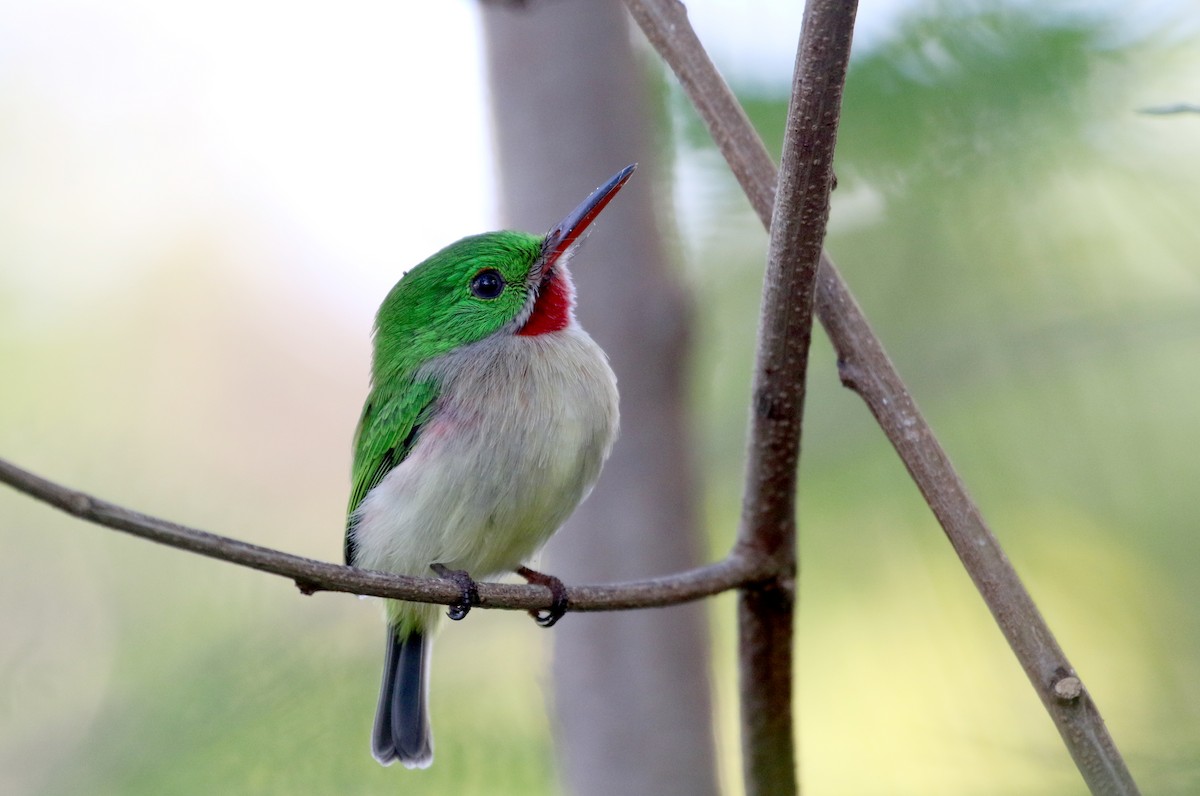 Broad-billed Tody - Jay McGowan