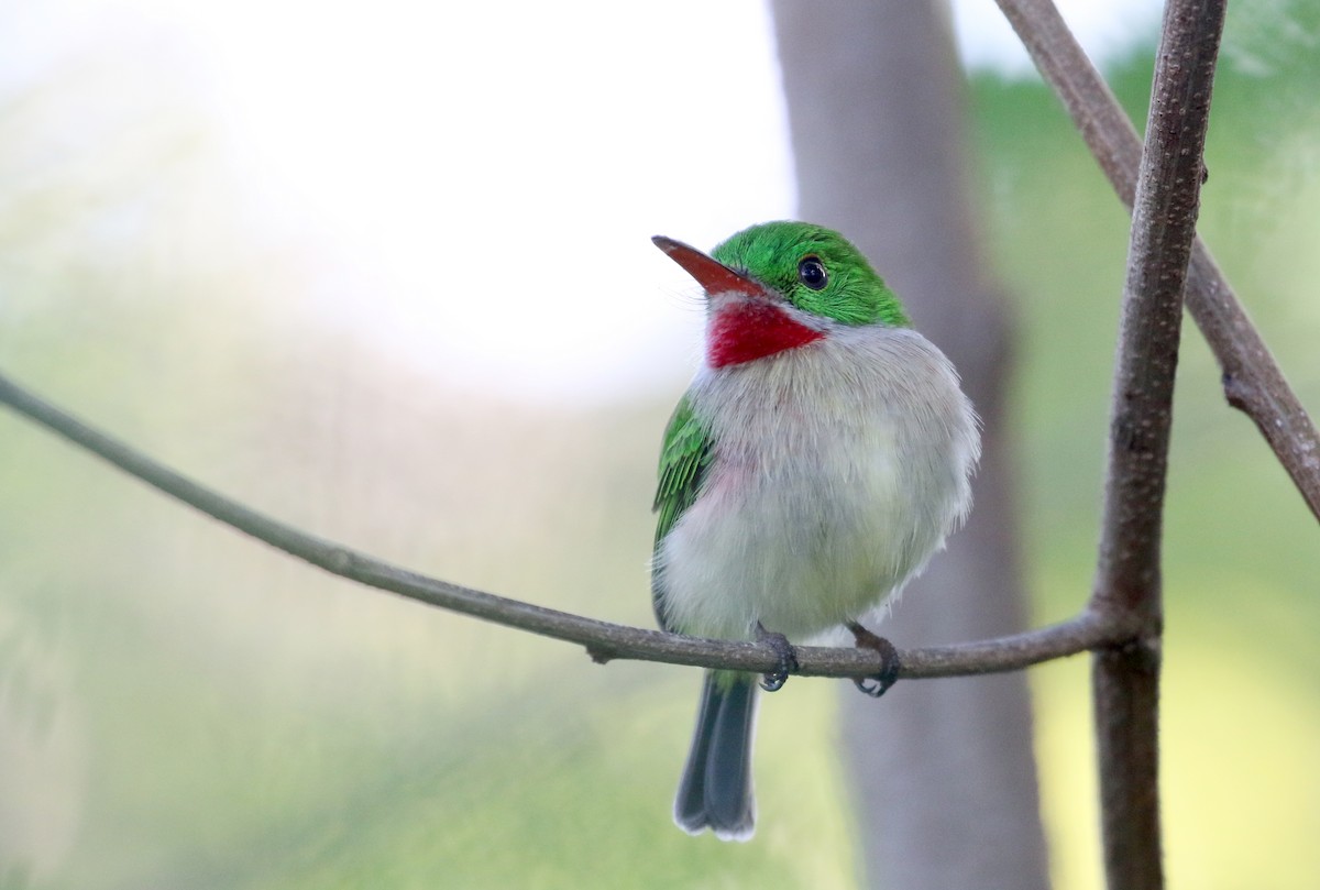 Broad-billed Tody - Jay McGowan