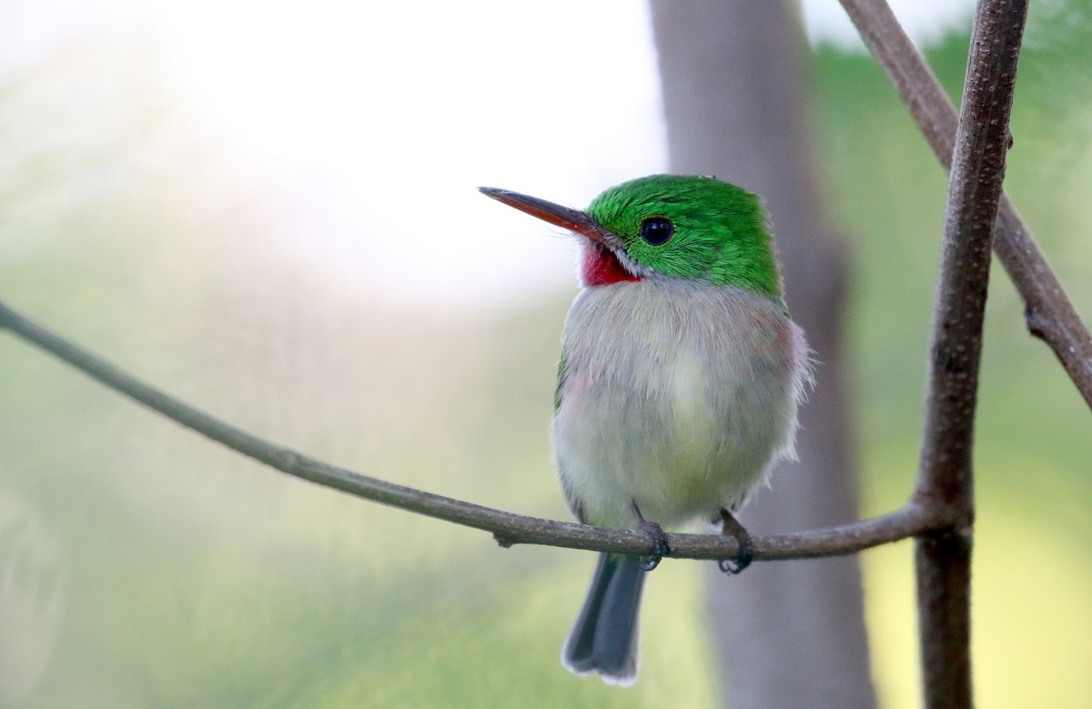 Broad-billed Tody - Jay McGowan