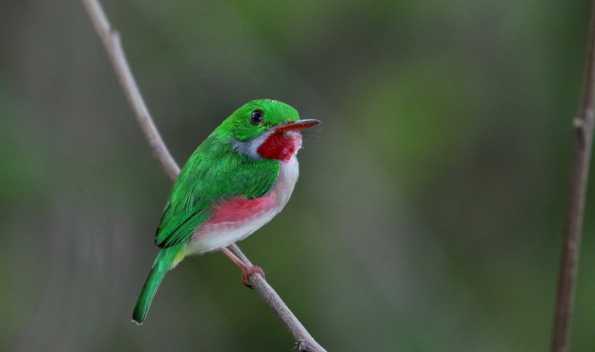 Broad-billed Tody - Jay McGowan