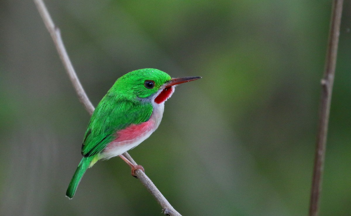 Broad-billed Tody - Jay McGowan