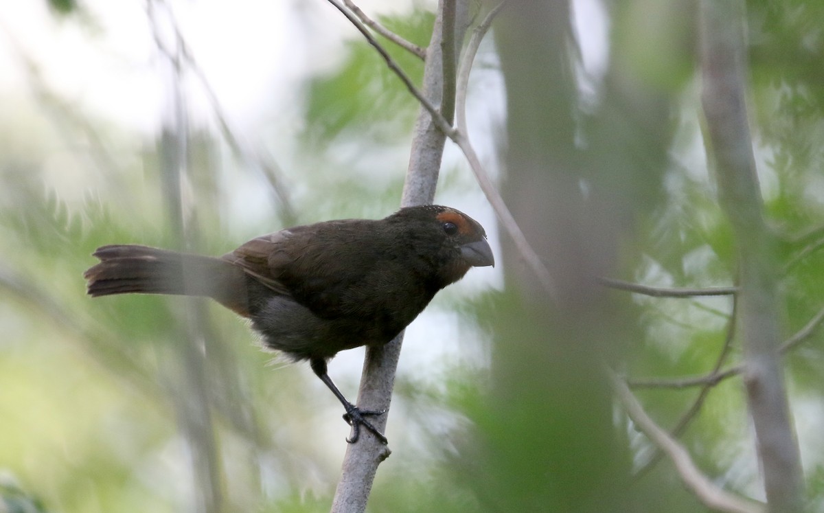 Greater Antillean Bullfinch - ML158234841