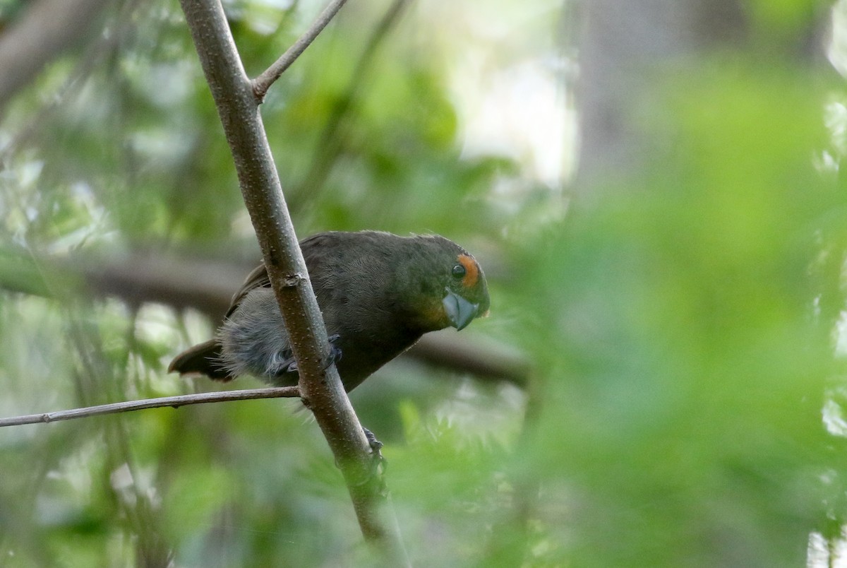 Greater Antillean Bullfinch - ML158234871