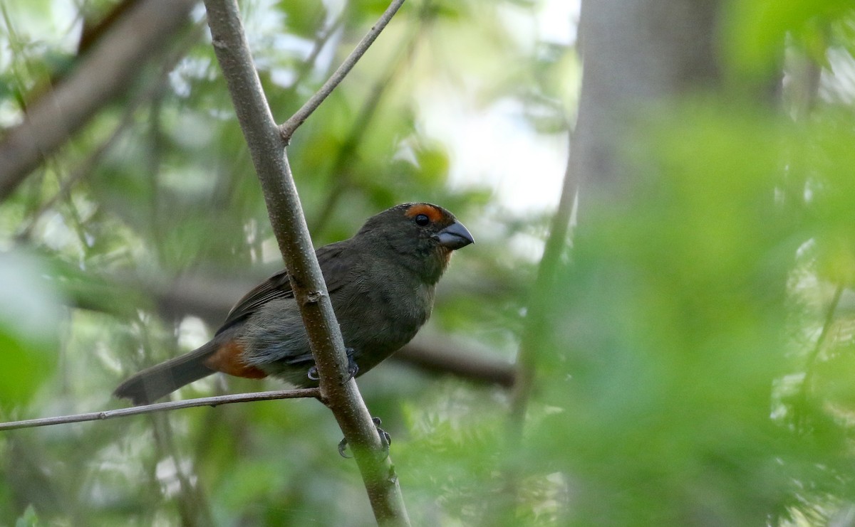 Greater Antillean Bullfinch - Jay McGowan