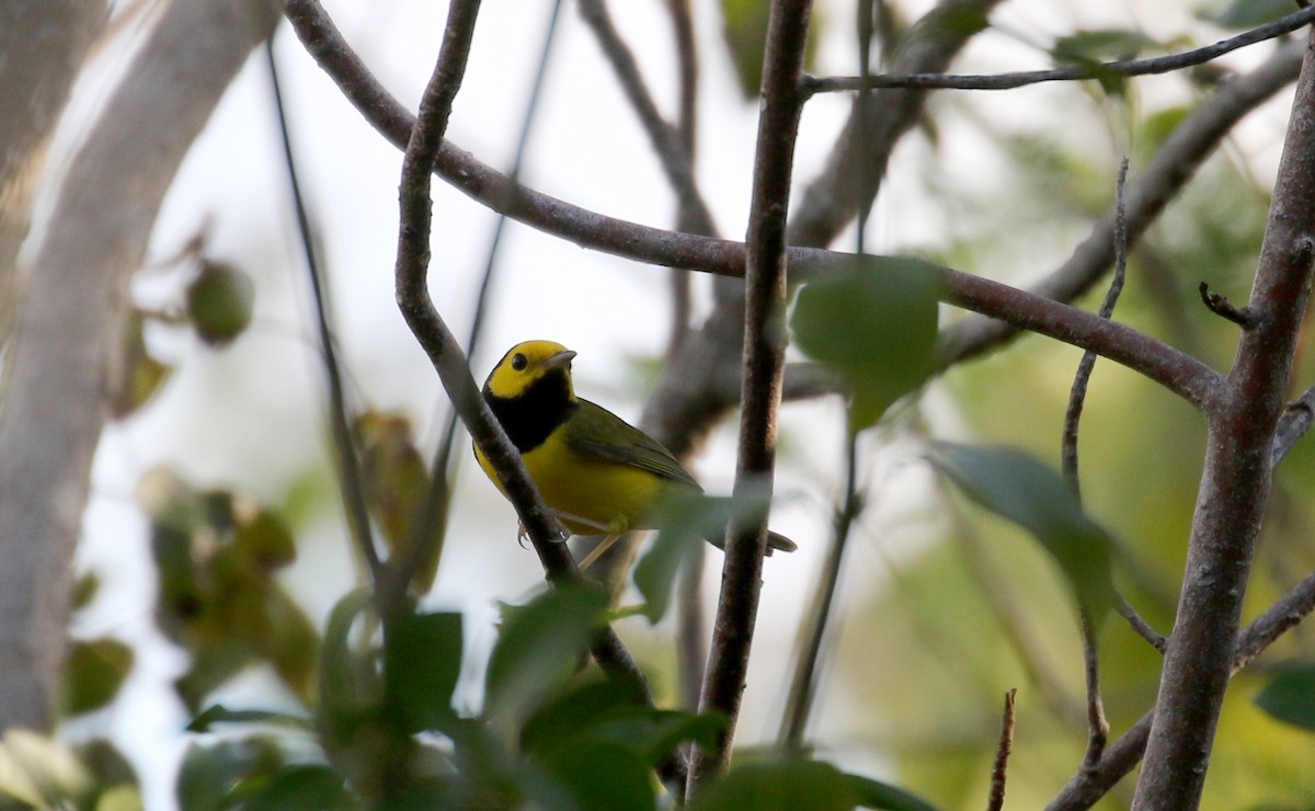 Hooded Warbler - ML158234921