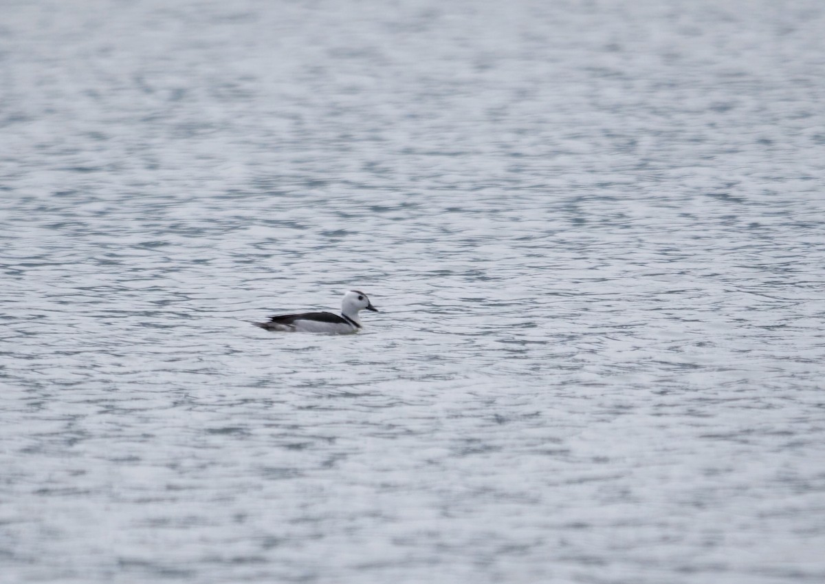 Cotton Pygmy-Goose - ML158234991