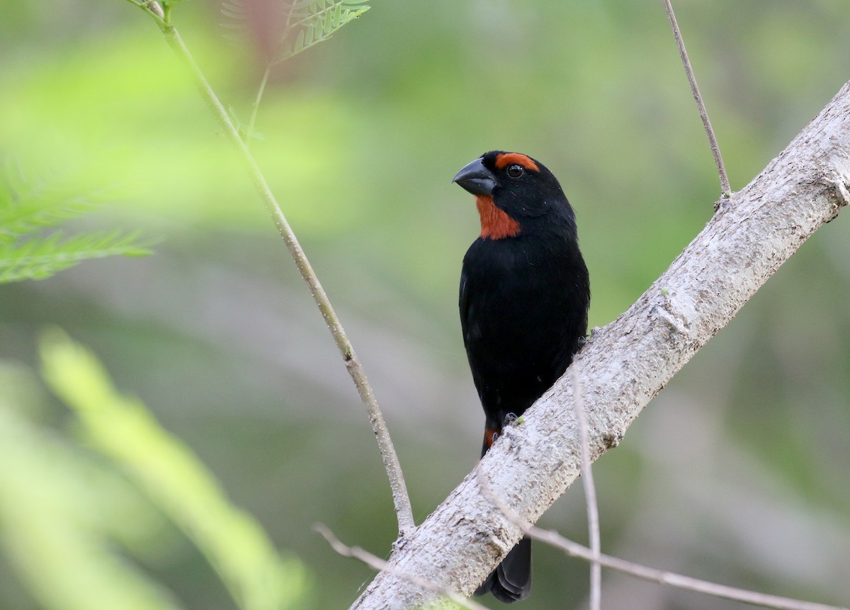 Greater Antillean Bullfinch - ML158235061