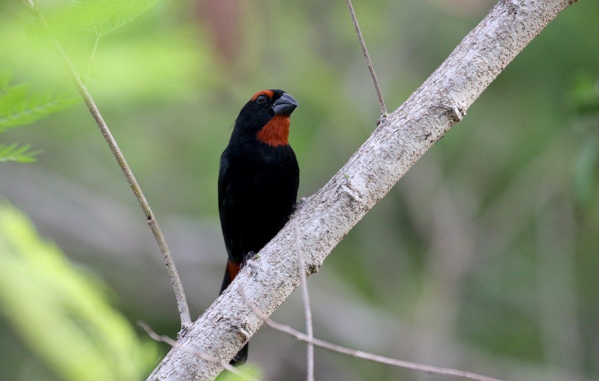 Greater Antillean Bullfinch - ML158235101