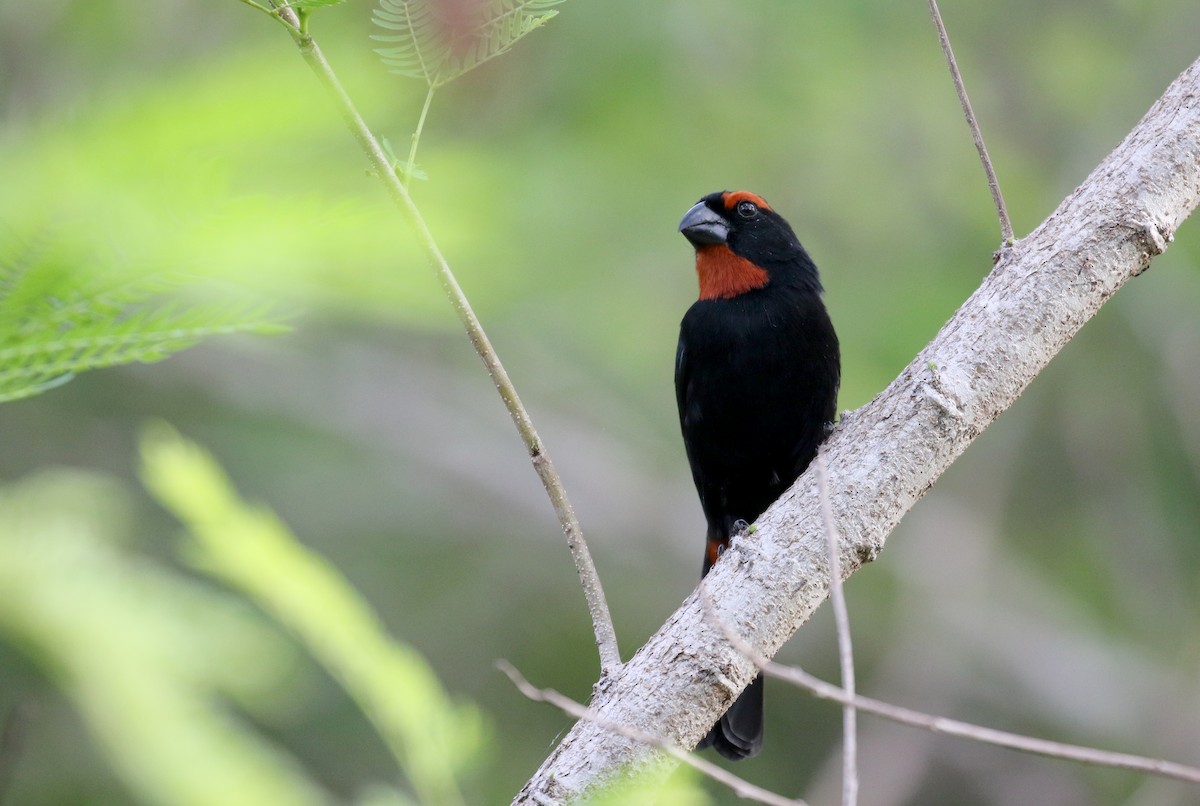 Greater Antillean Bullfinch - ML158235111