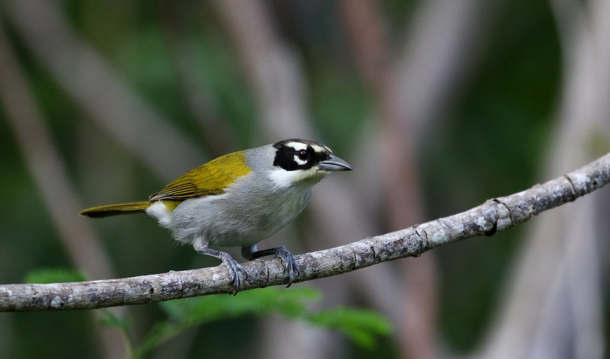 Black-crowned Palm-Tanager - ML158235231