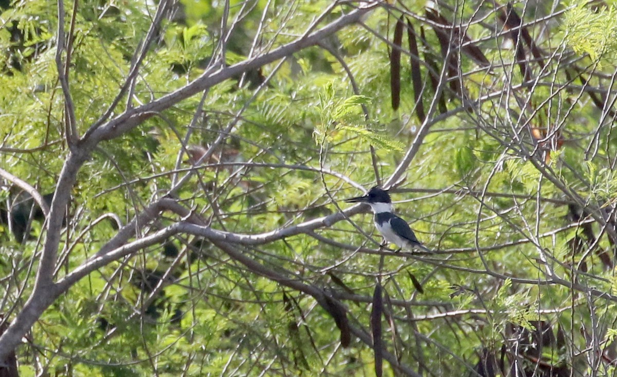 Belted Kingfisher - ML158235821