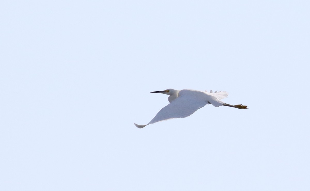 Snowy Egret - ML158235841