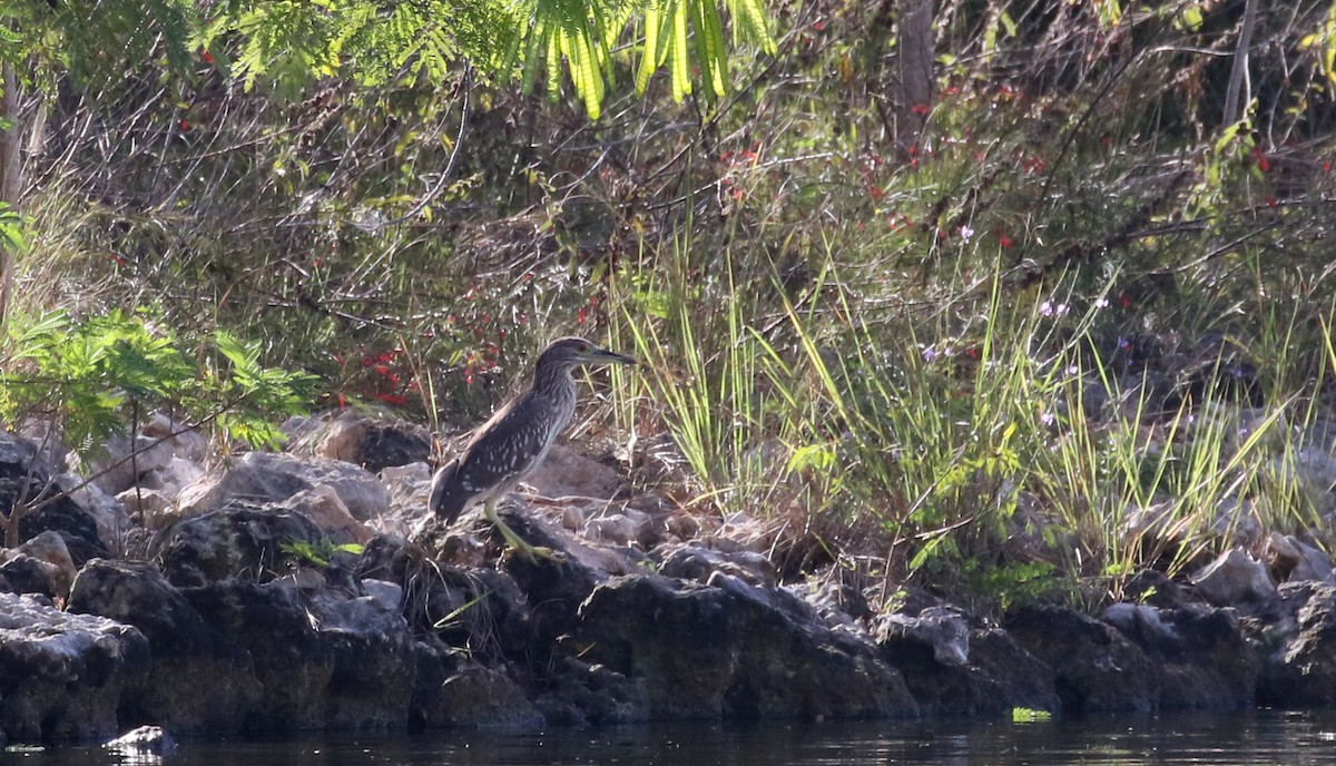 Black-crowned Night Heron (American) - ML158235881