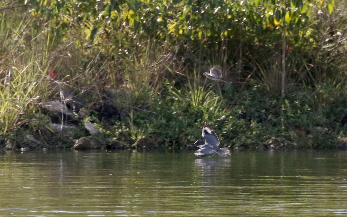 Belted Kingfisher - ML158235941