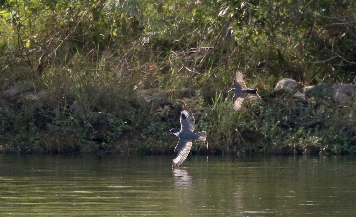 Gray Kingbird - ML158235951