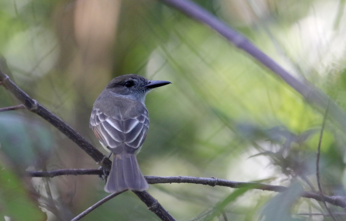 Stolid Flycatcher - ML158236011