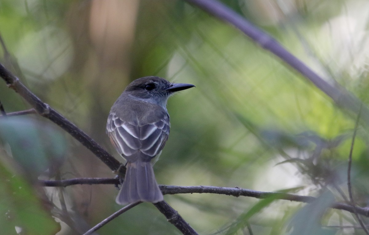 Stolid Flycatcher - ML158236061