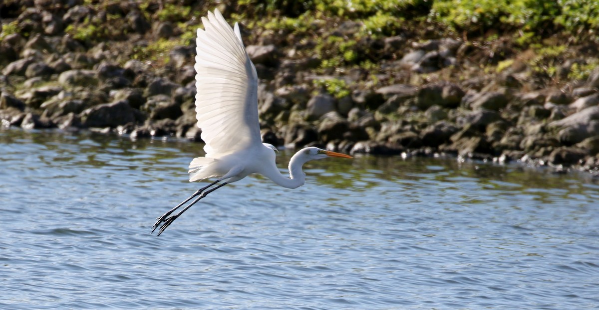 Silberreiher (egretta) - ML158236271