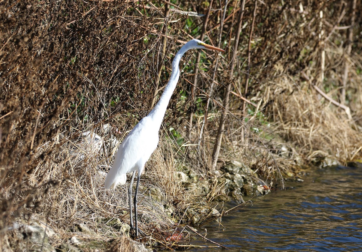 Great Egret (American) - ML158236351