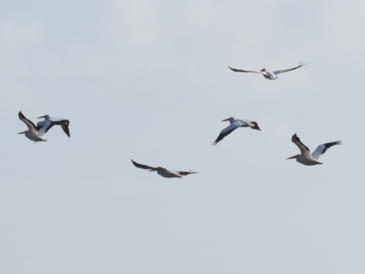 American White Pelican - ML158236701