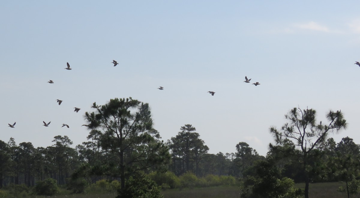 American White Pelican - ML158236711