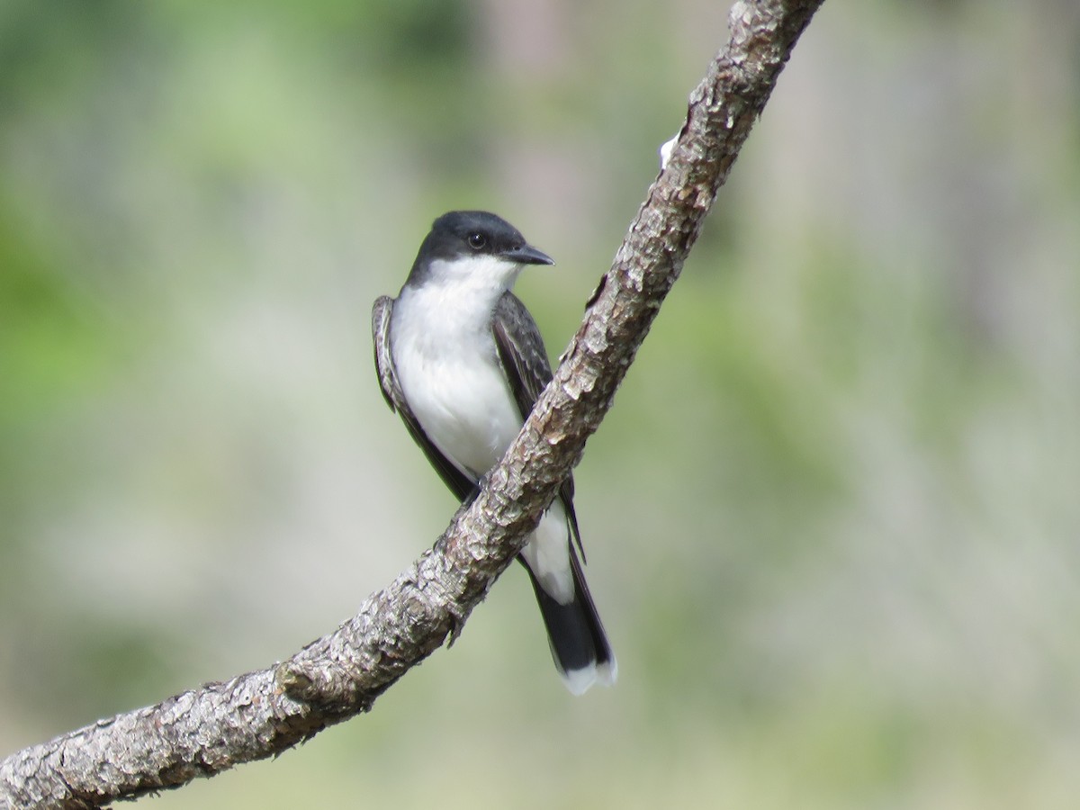 Eastern Kingbird - Robert Winter