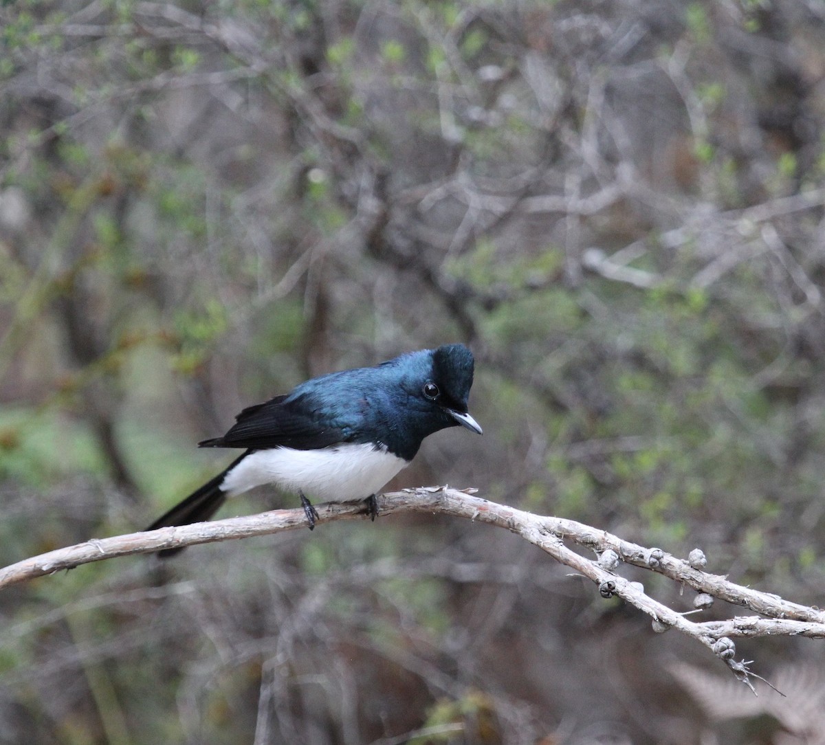 Satin Flycatcher - ML158237321