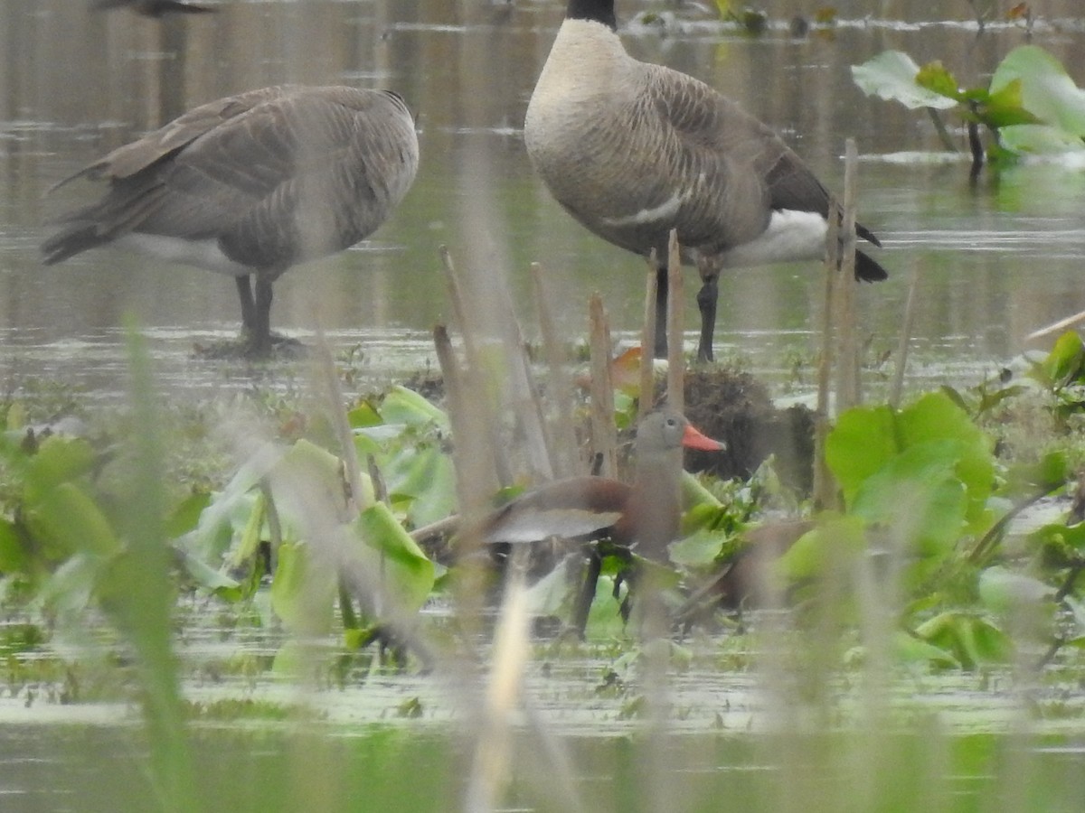 Black-bellied Whistling-Duck - ML158237901