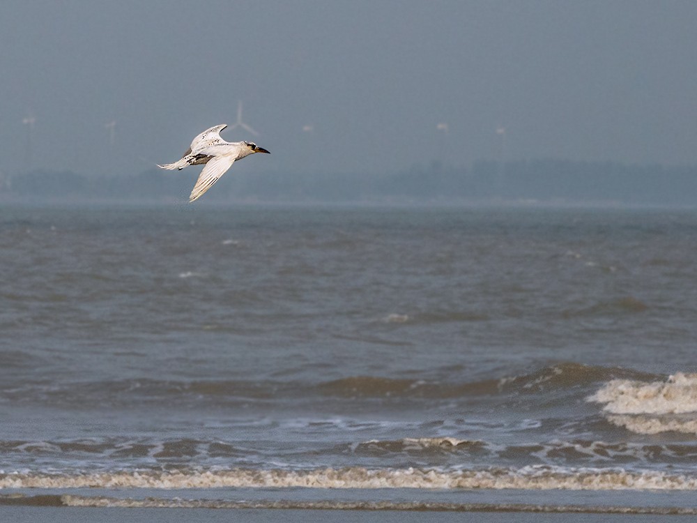 Red-tailed Tropicbird - ML158239541