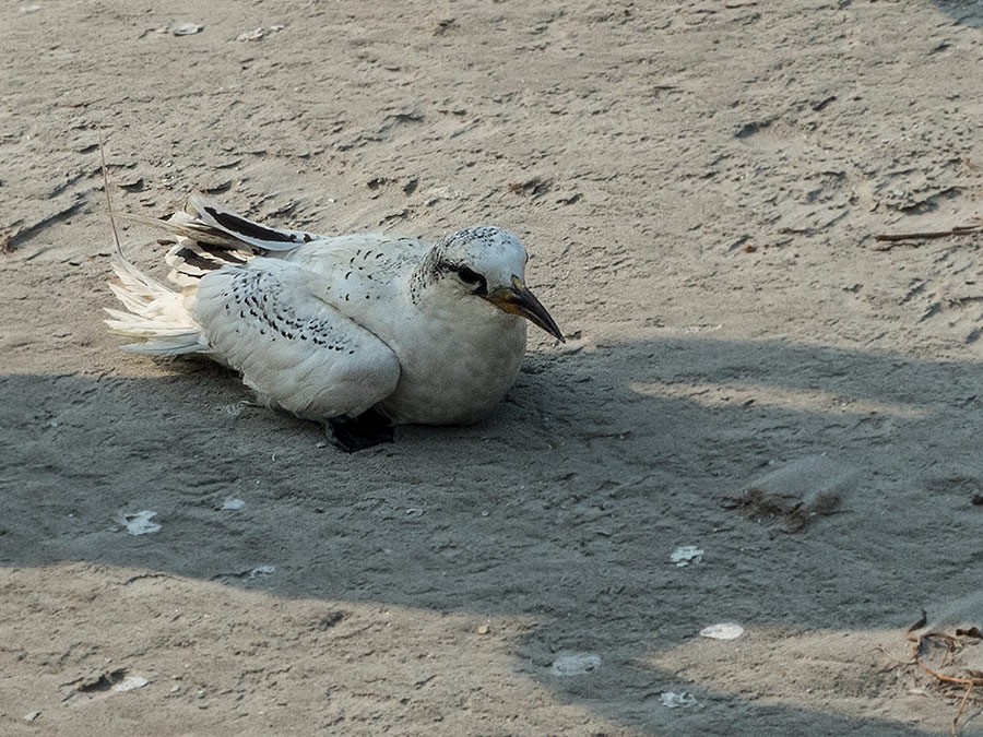 Red-tailed Tropicbird - ML158239551