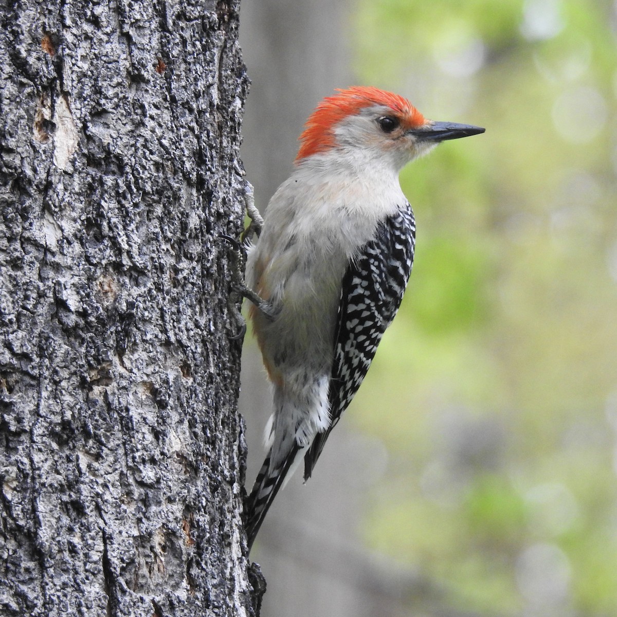 Red-bellied Woodpecker - ML158240581
