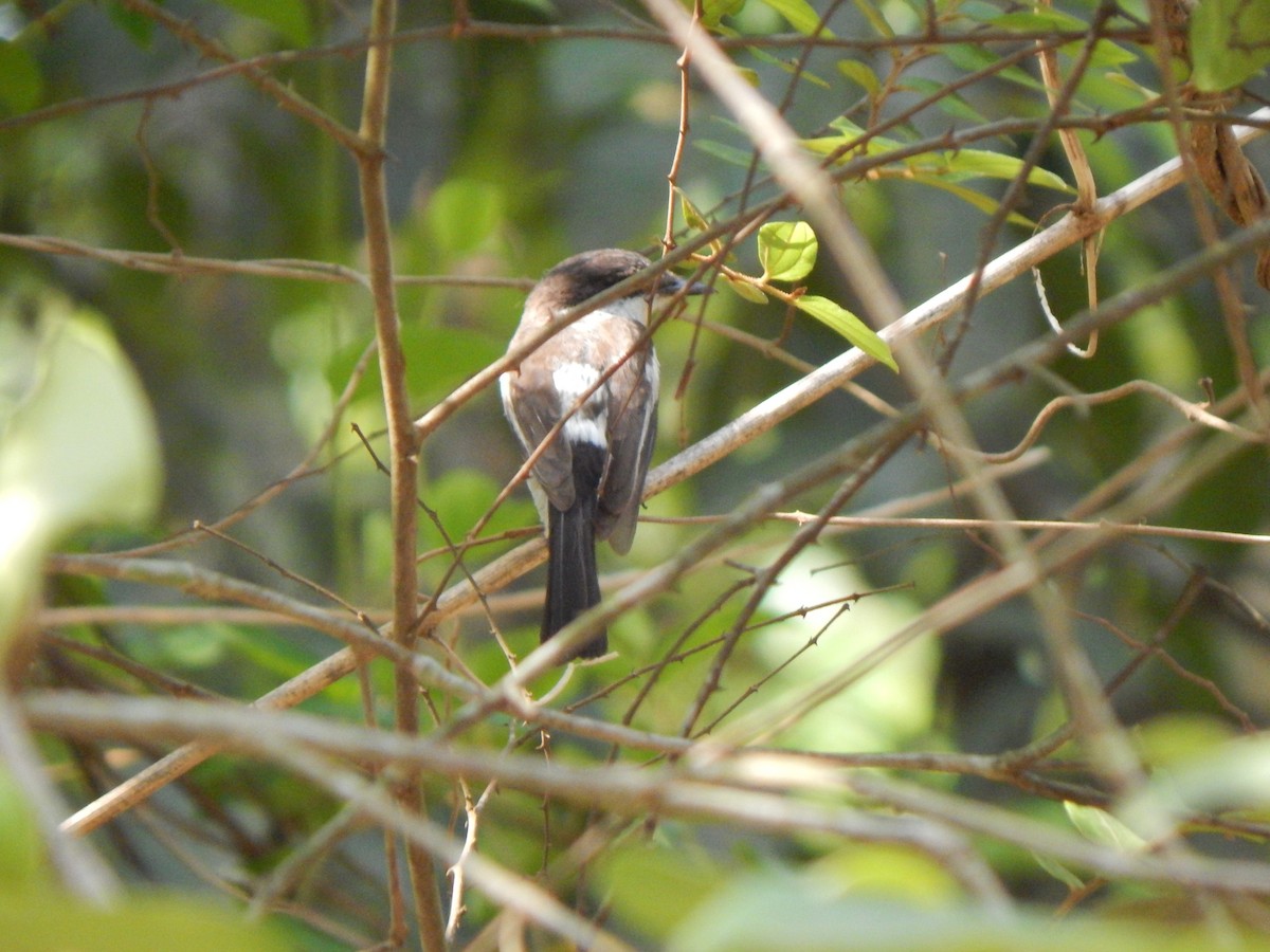 Hémipe gobemouche - ML158240591