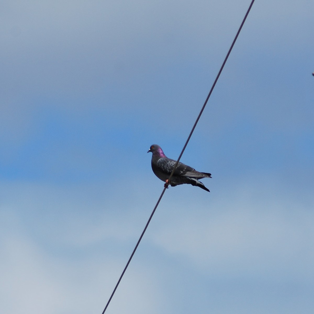 Rock Pigeon (Feral Pigeon) - Dan Mackinnon