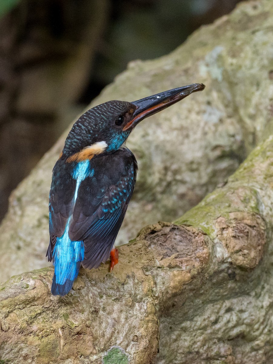 Malaysian Blue-banded Kingfisher - ML158240971