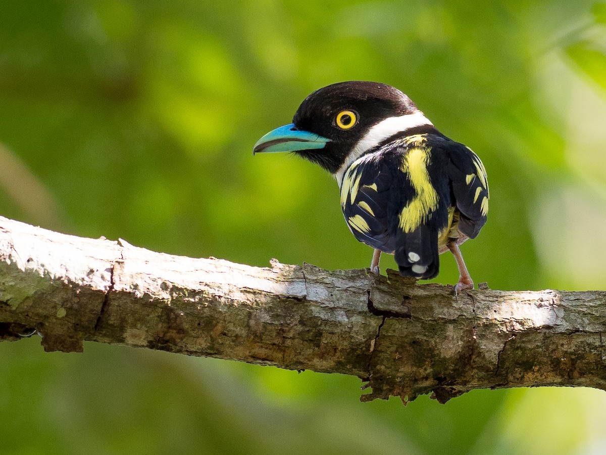 Black-and-yellow Broadbill - ML158241421